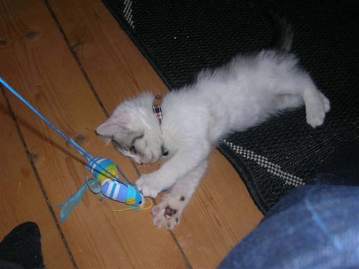 Blanding af racer Ib billede 6