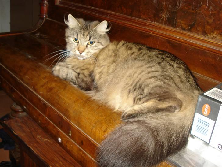 Blanding af racer Muddie (Floffy) billede 1