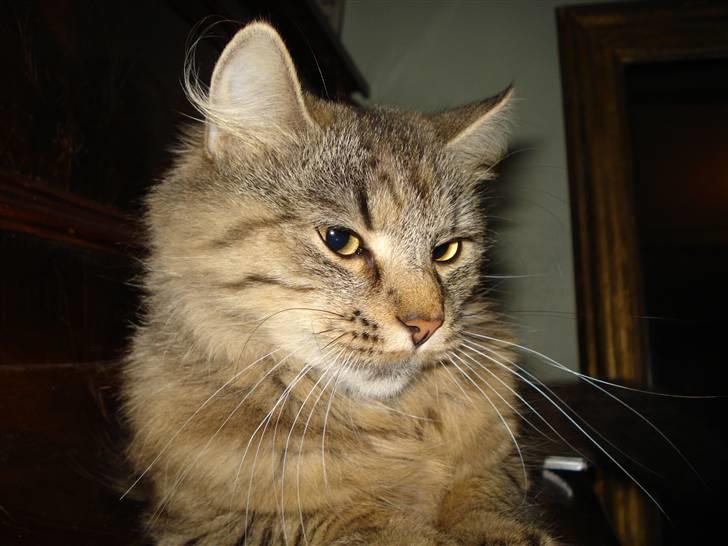 Blanding af racer Muddie (Floffy) billede 2