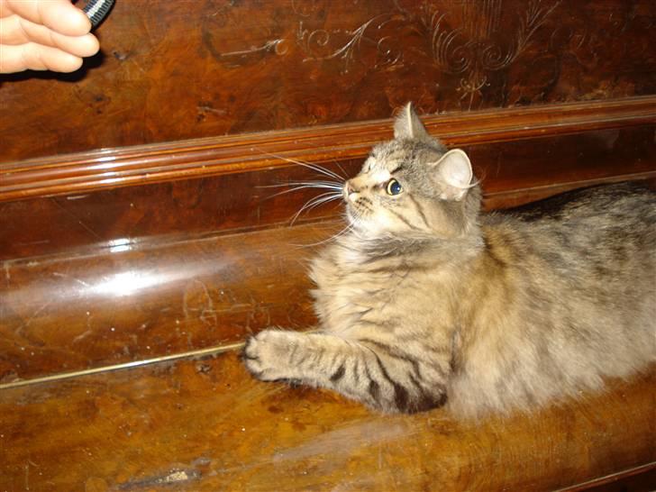 Blanding af racer Muddie (Floffy) billede 3