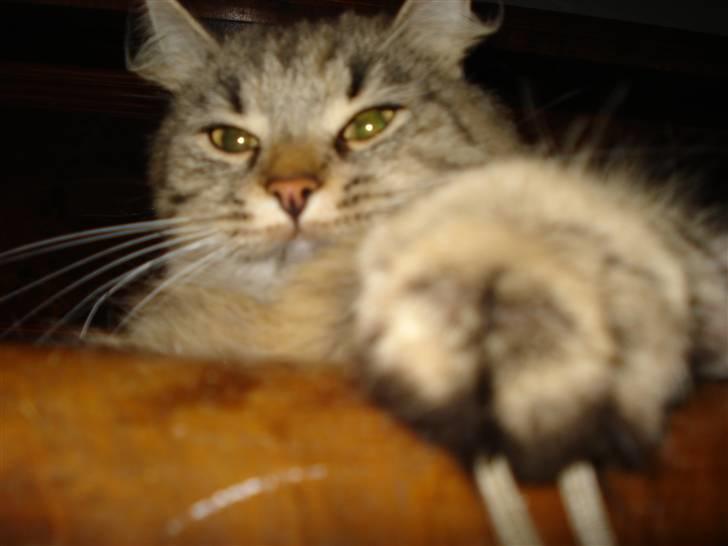 Blanding af racer Muddie (Floffy) billede 4