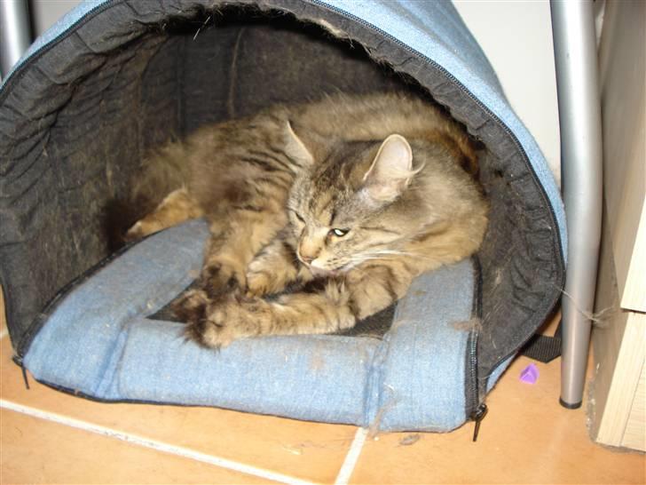 Blanding af racer Muddie (Floffy) billede 5