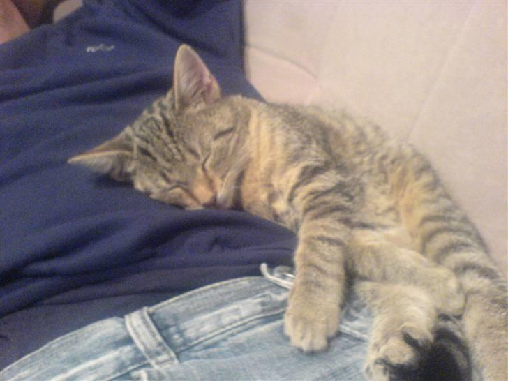 Huskat Kiri *R.I.P.* billede 10