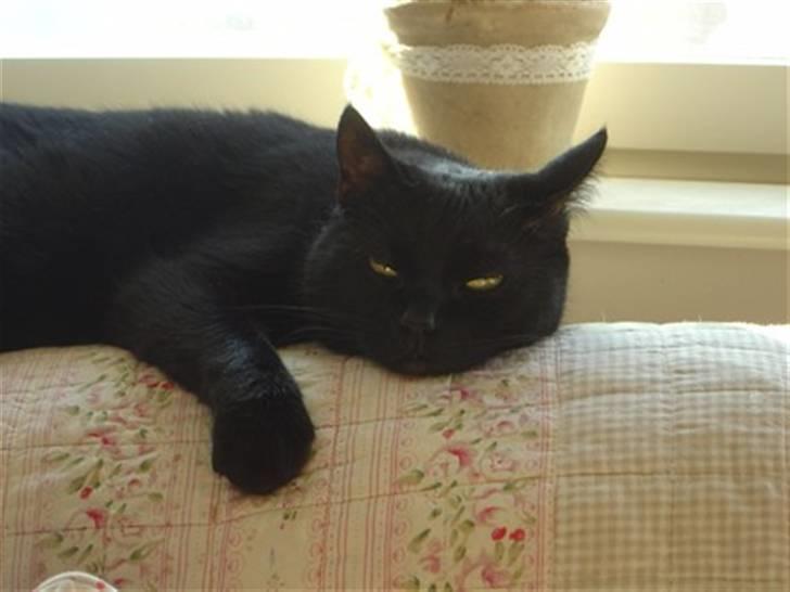 Huskat Daisy billede 1