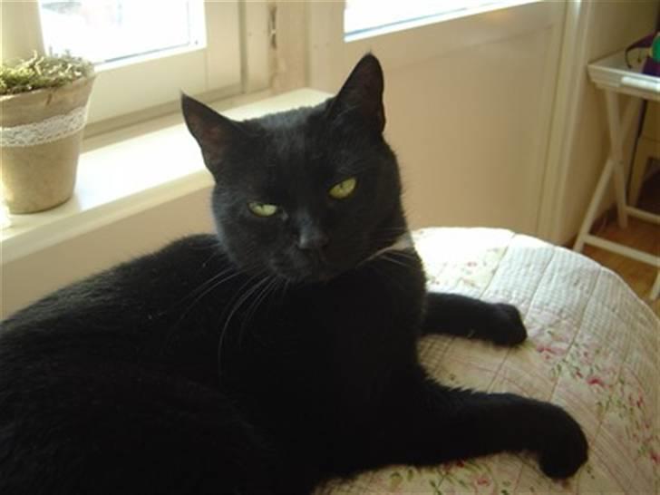 Huskat Daisy billede 2