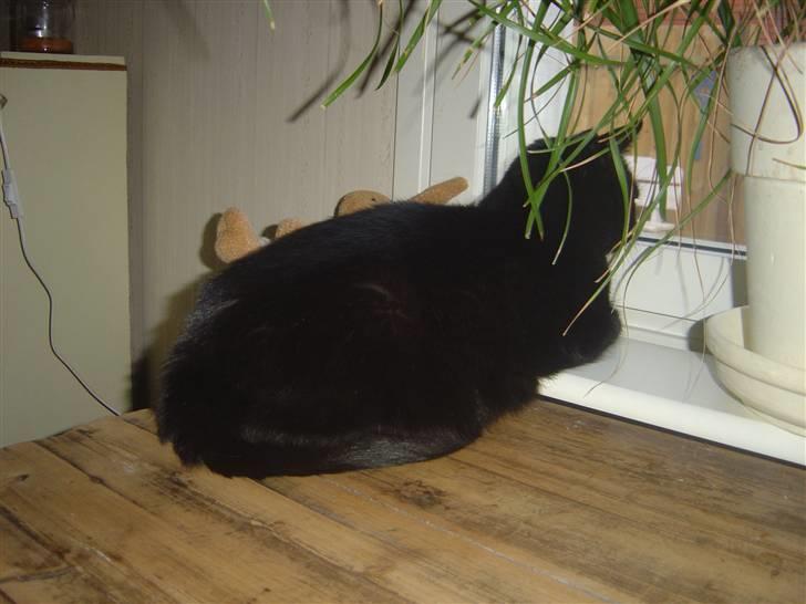 Huskat Daisy billede 3