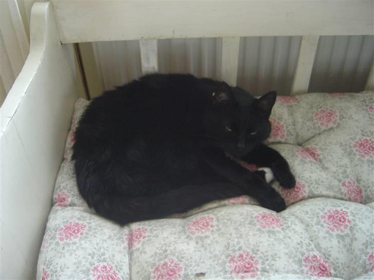 Huskat Daisy billede 4