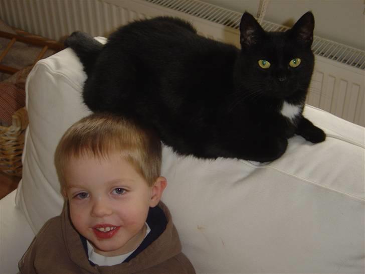 Huskat Daisy billede 5