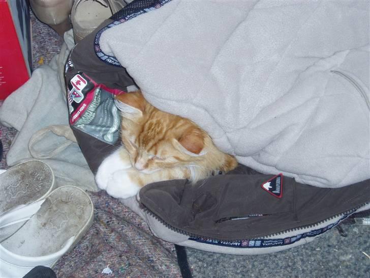 Norsk Skovkat maximus billede 20