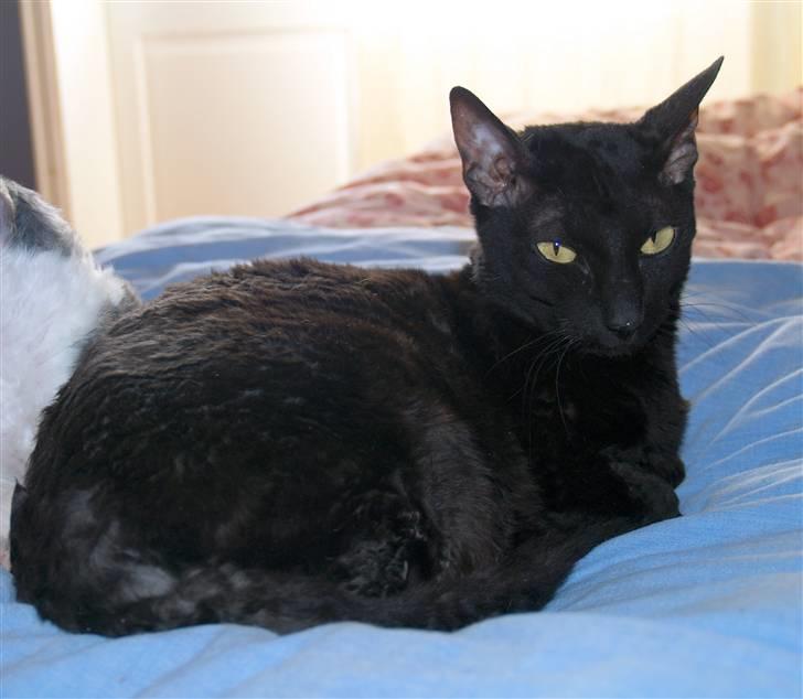 Cornish Rex Ebonny  billede 7