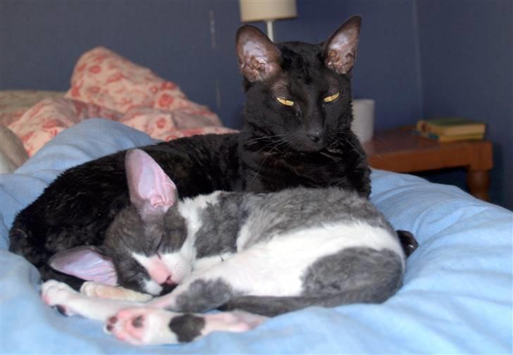 Cornish Rex Ebonny  - Lille Half& Half putter hos sin tante Ebonny billede 8