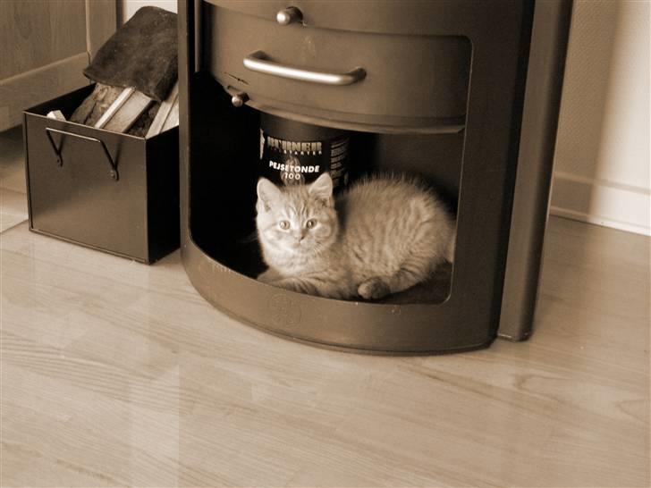 British Shorthair Ollie og Lodberg billede 4