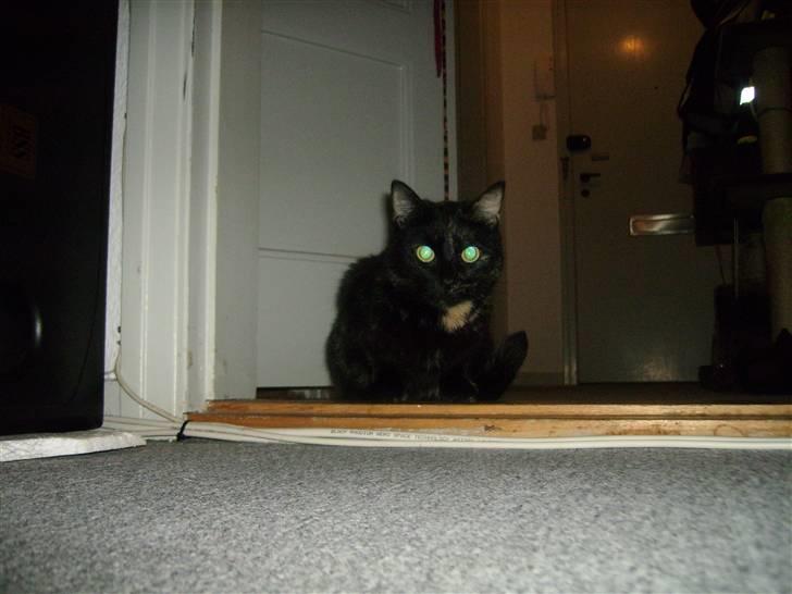 Huskat cassie og tøsen billede 15