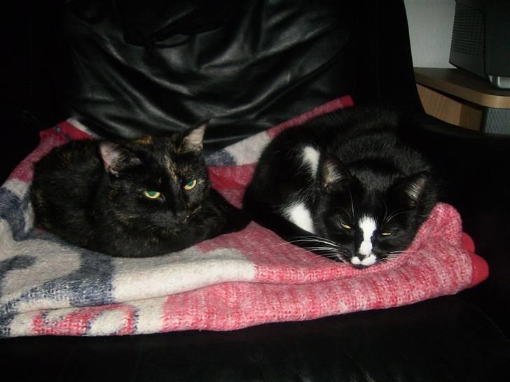 Huskat cassie og tøsen billede 16