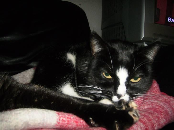 Huskat cassie og tøsen billede 17