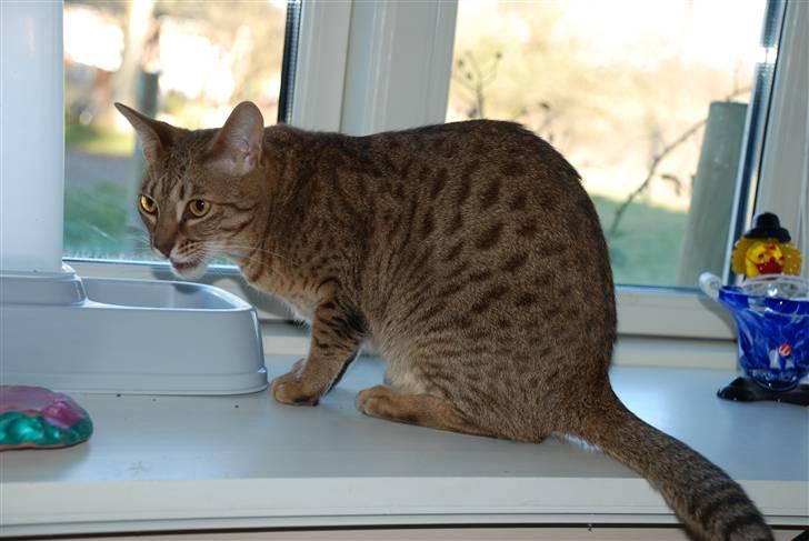 Ocicat Sea Coon´s Coco (Smilla) billede 7