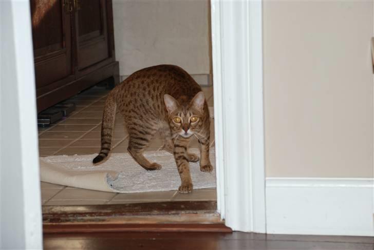 Ocicat Sea Coon´s Coco (Smilla) billede 8