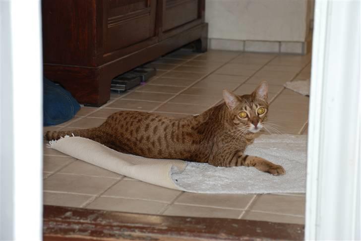 Ocicat Sea Coon´s Coco (Smilla) billede 9