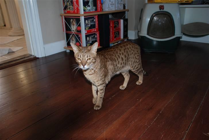 Ocicat Sea Coon´s Coco (Smilla) billede 10
