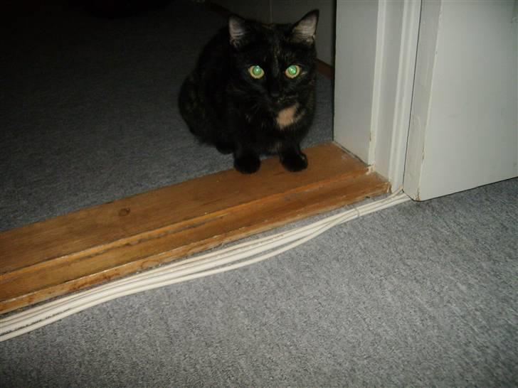 Huskat cassie og tøsen billede 20