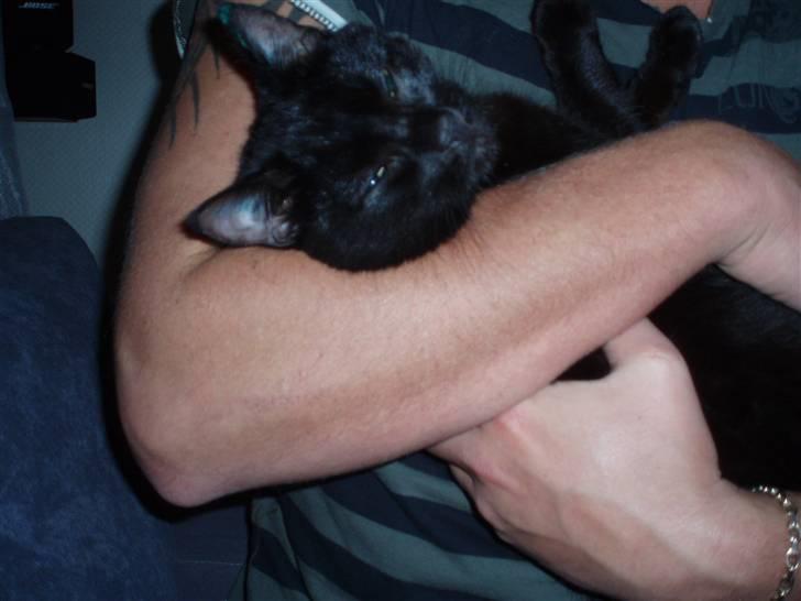 Huskat Sorte <3 - Mmmm sove i fars arme :) billede 3