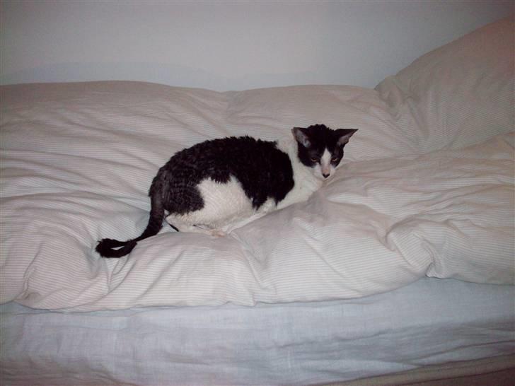 Cornish Rex Gaston billede 16