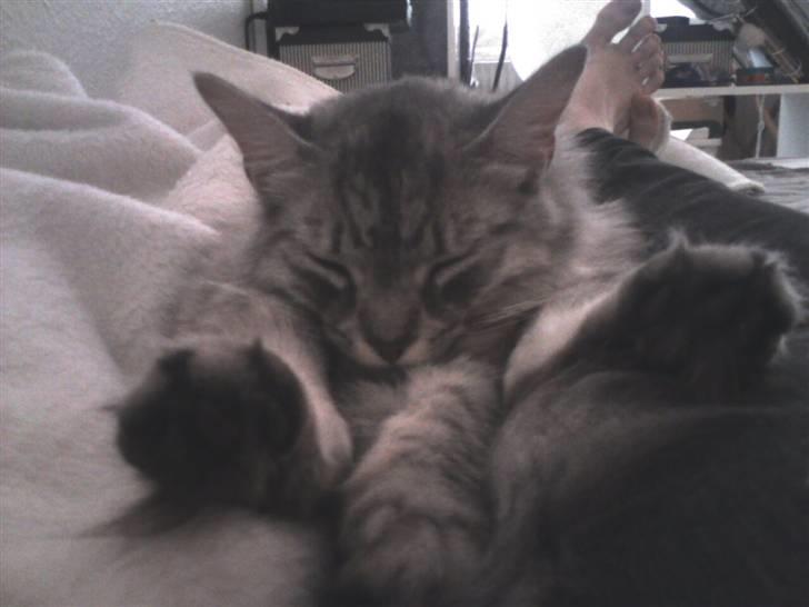 Blanding af racer RIP Cleo  - Ja ved ikke lige, hvordan det er hun ligger.. :o) Billedet er venligst lånt af min søsser.. og det er hendes fod på billedet:o)  billede 14