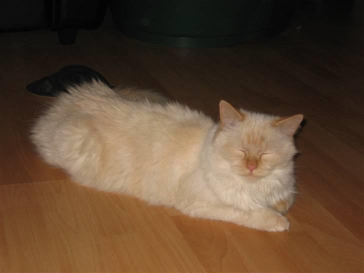 Hellig Birma Fnuggi har fået nyt hjem billede 9