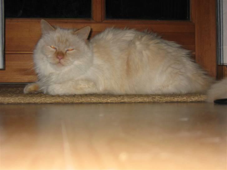 Hellig Birma Fnuggi har fået nyt hjem billede 10