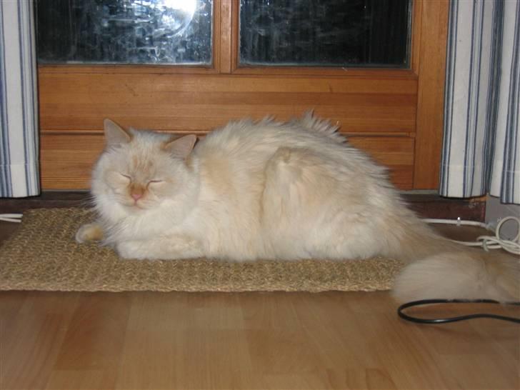 Hellig Birma Fnuggi har fået nyt hjem billede 11