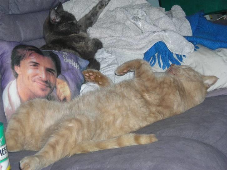 Huskat simba (tiggeprins) billede 7