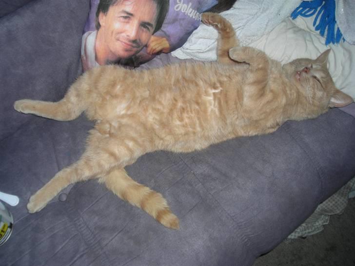 Huskat simba (tiggeprins) billede 8