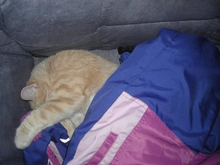 Huskat simba (tiggeprins) billede 9