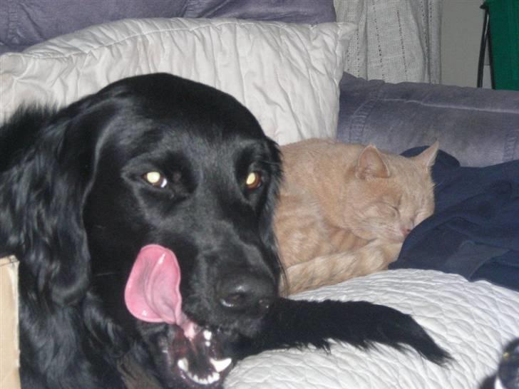 Huskat simba (tiggeprins) - mig og vor vovse yankie billede 10