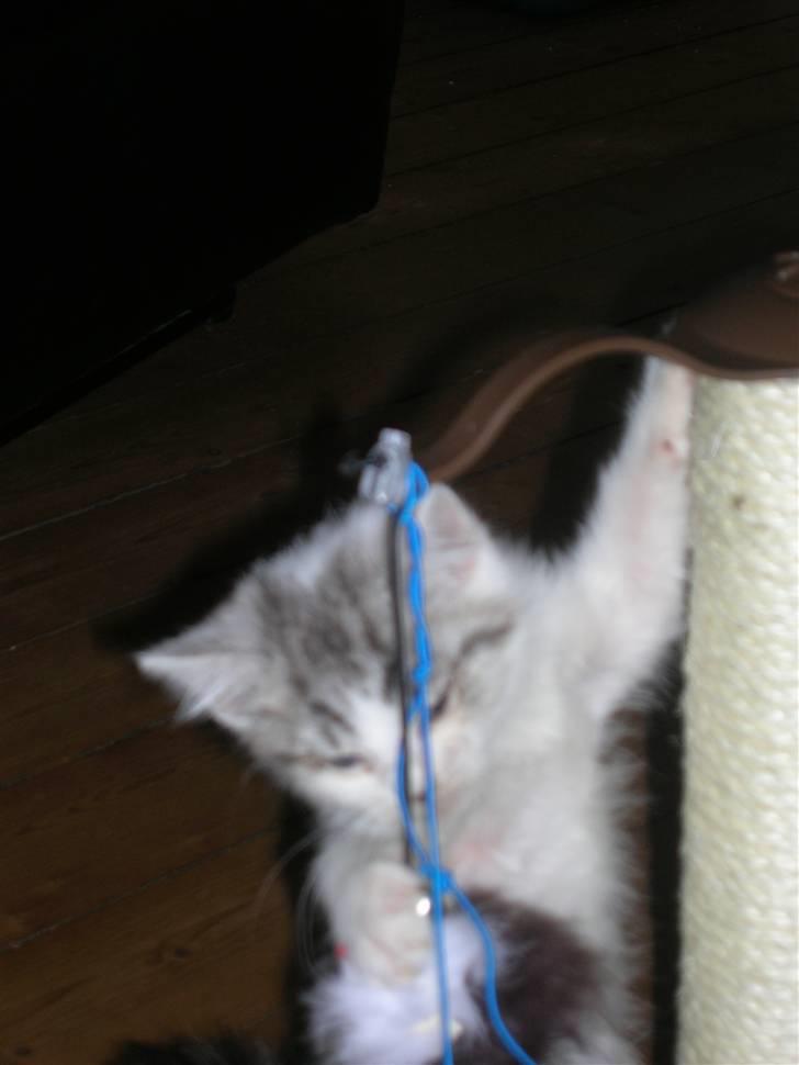 Blanding af racer Ib billede 7