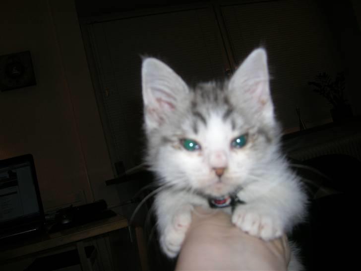 Blanding af racer Ib billede 8