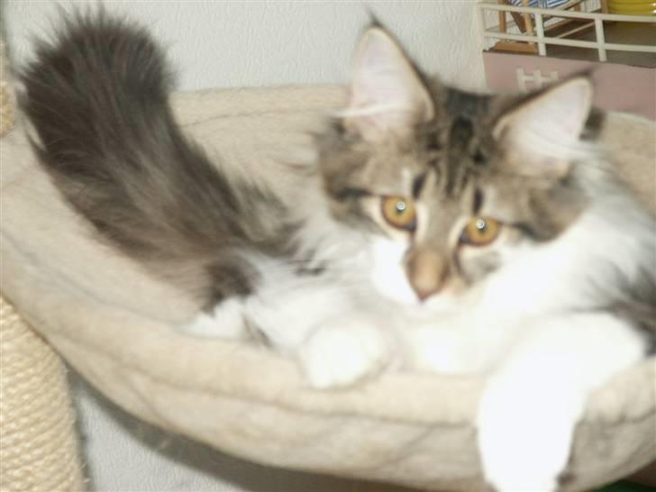 Norsk Skovkat Fanny billede 6