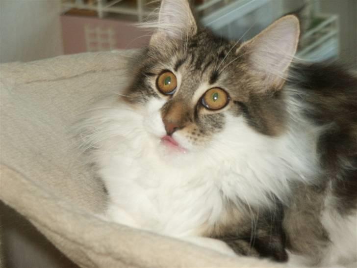 Norsk Skovkat Fanny billede 7