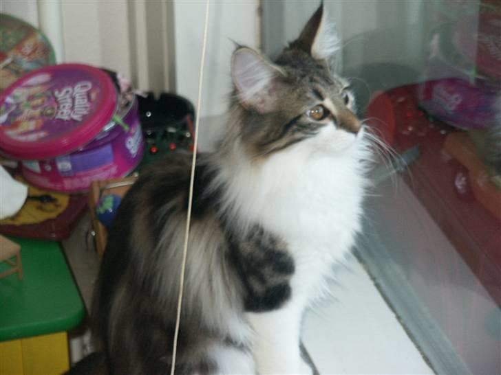 Norsk Skovkat Fanny billede 8