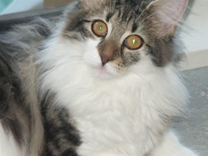 Norsk Skovkat Fanny billede 9