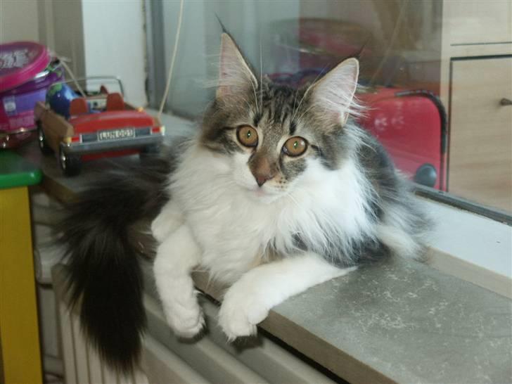 Norsk Skovkat Fanny billede 10