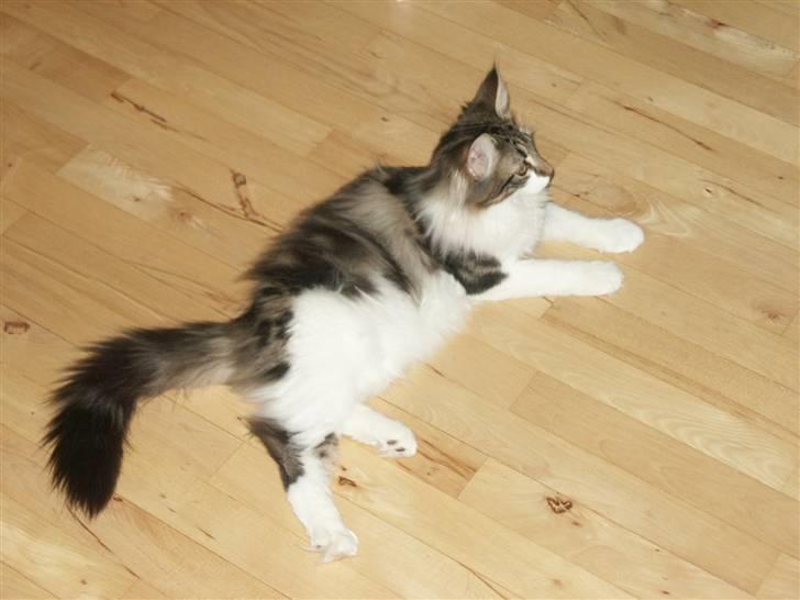 Norsk Skovkat Fanny billede 11