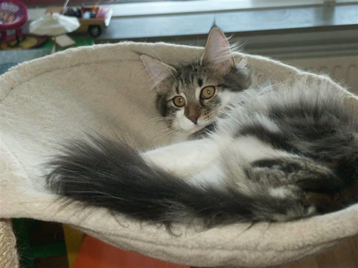 Norsk Skovkat Fanny billede 12