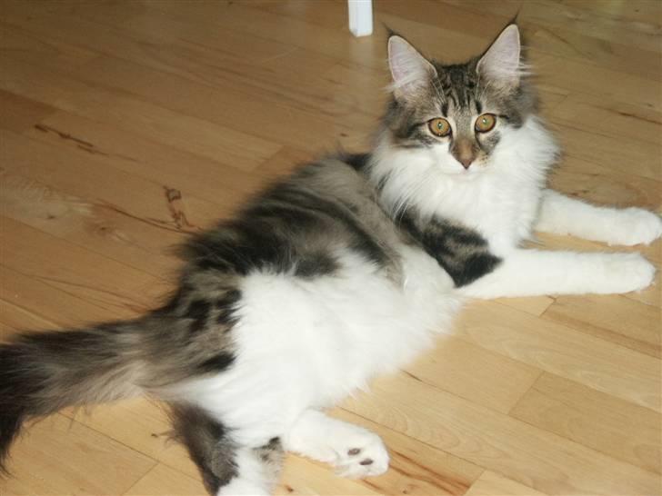 Norsk Skovkat Fanny billede 13