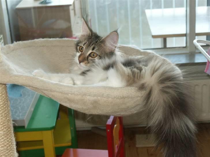 Norsk Skovkat Fanny billede 14