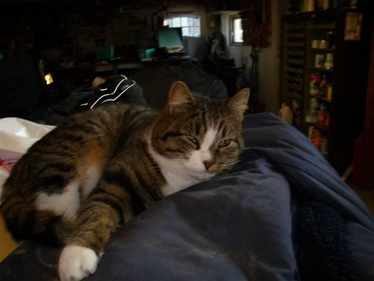 Huskat Æsel - Heej(:; billede 12