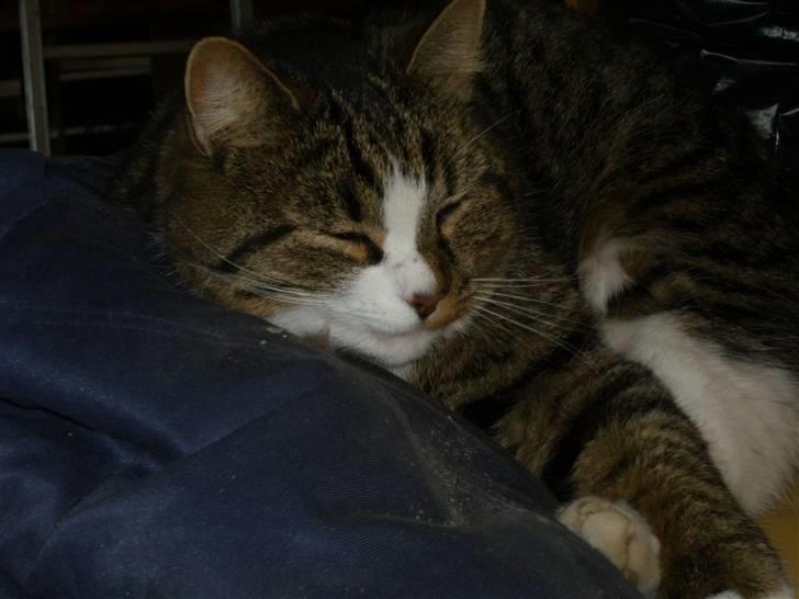 Huskat Æsel billede 13