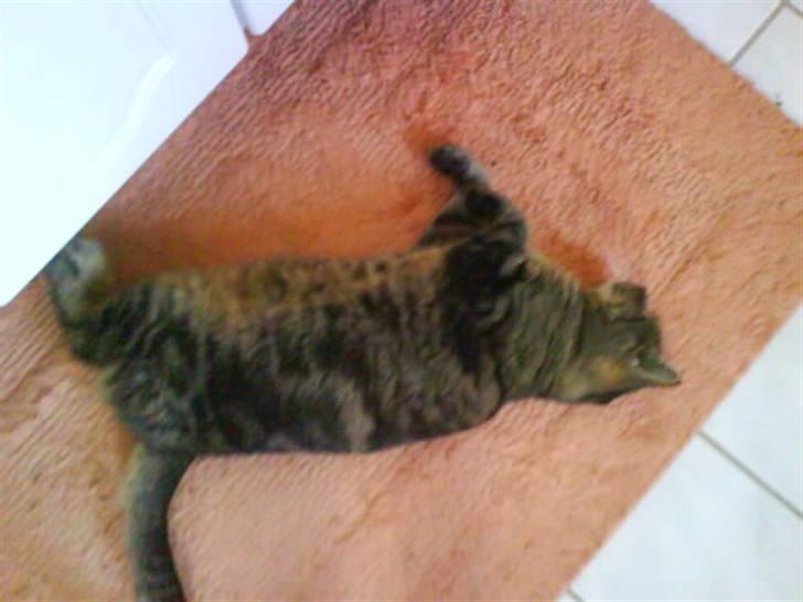 Blanding af racer sille  - hehe :-)  billede 5