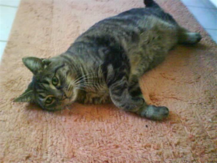 Blanding af racer sille  - :-) billede 6