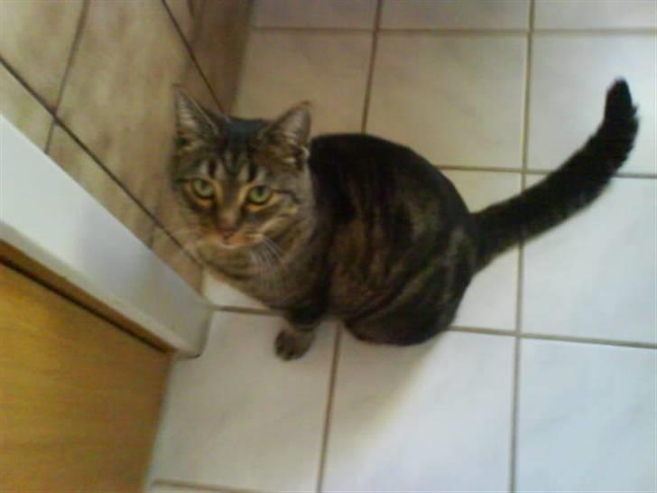 Blanding af racer sille  - :-) billede 7